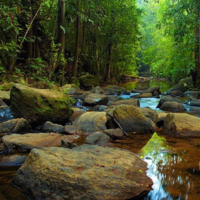 Together we can protect SL’s Primeval Sinharaja Forest Together we can protect SL’s Primeval Sinharaja Forest