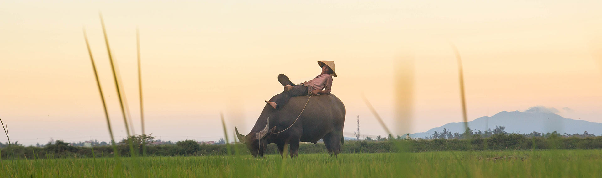 Vietnam, green landscapes