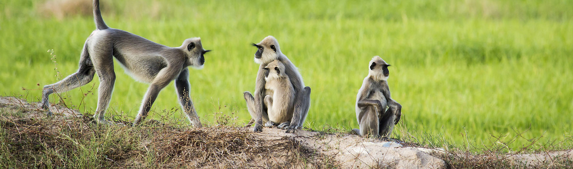 Sri Lanka, East Coast, Monkeys