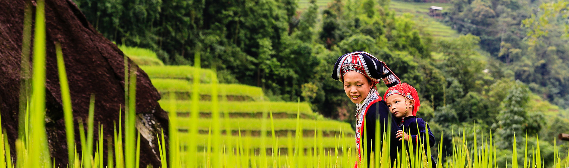 Vietnam, woman, Rice terraces