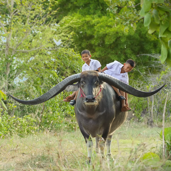 Vietnam, Children, Buffalo