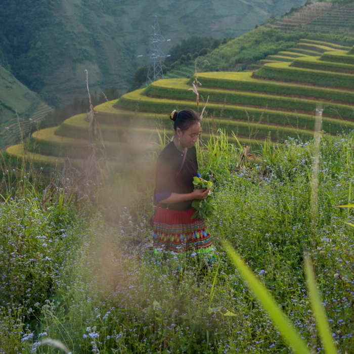 Trekking in Vietnam