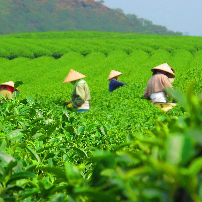 Moc Chau, Vietnam