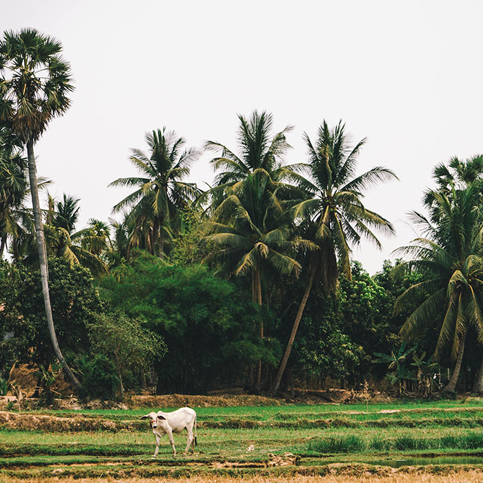 Paddy field, Siem Reap, Cambodia