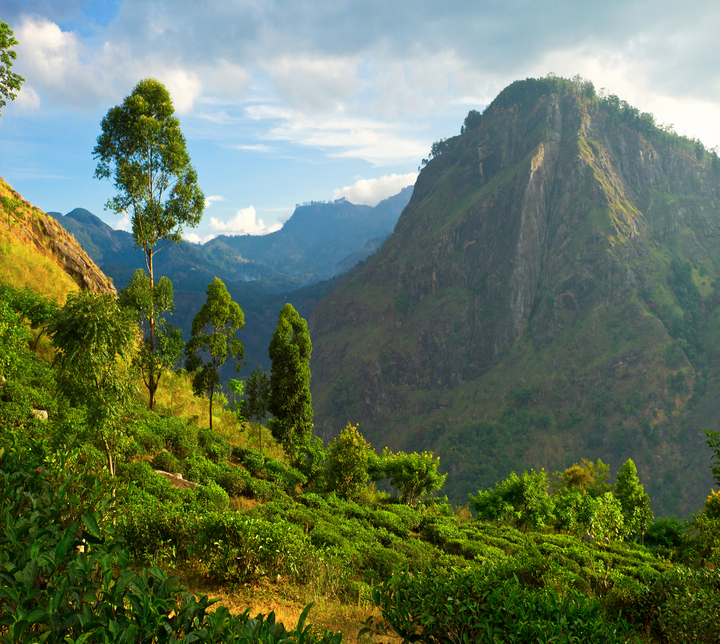 Ella Sri Lanka Ella Rock trek