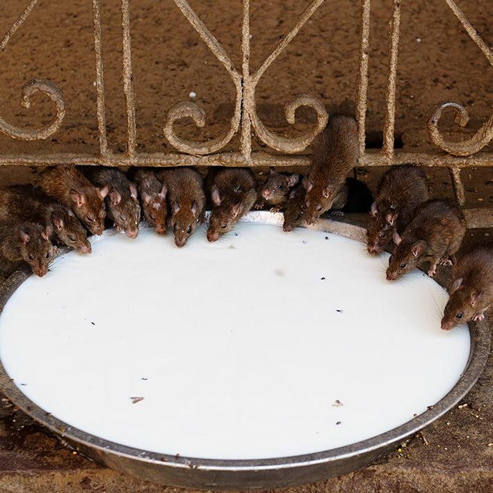 Rat Temple, Bikaner, Rajasthan, India