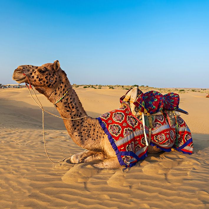 Thar Desert, Rajasthan, India