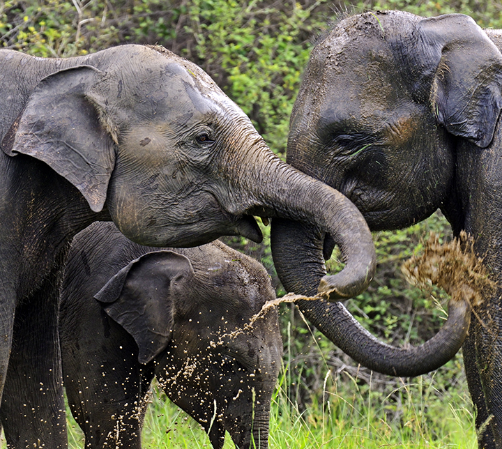 elephants tour thailand 