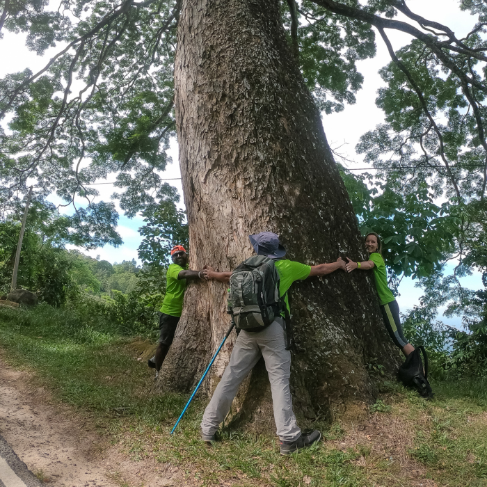 analog forestry sri lanka