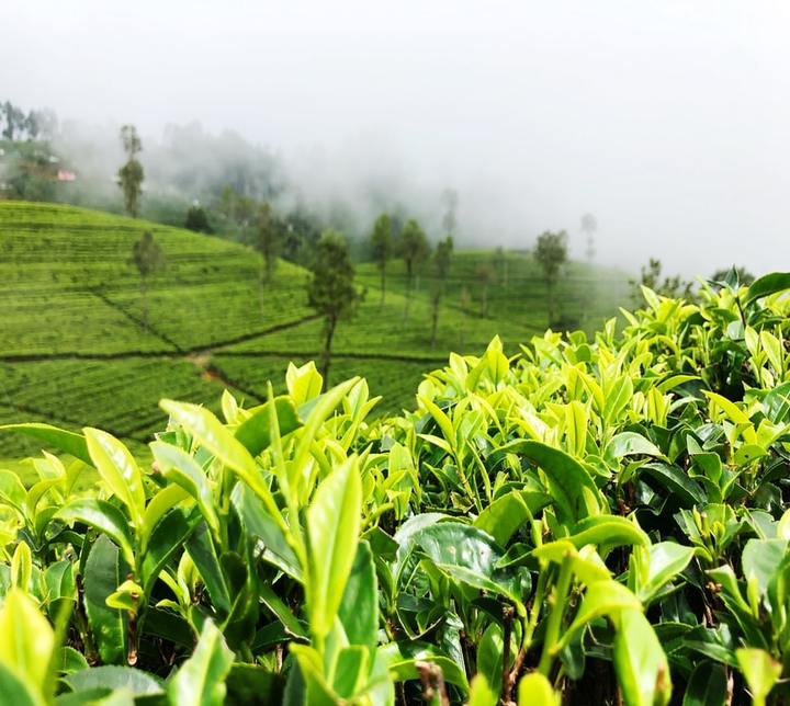 Tea plantation tour Lipton's Seat Ella