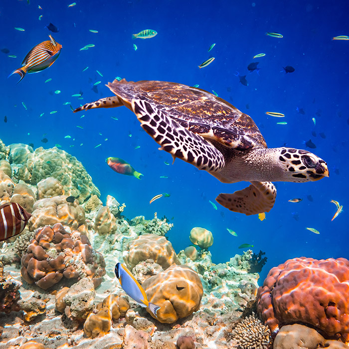 Scuba diving, Maldives