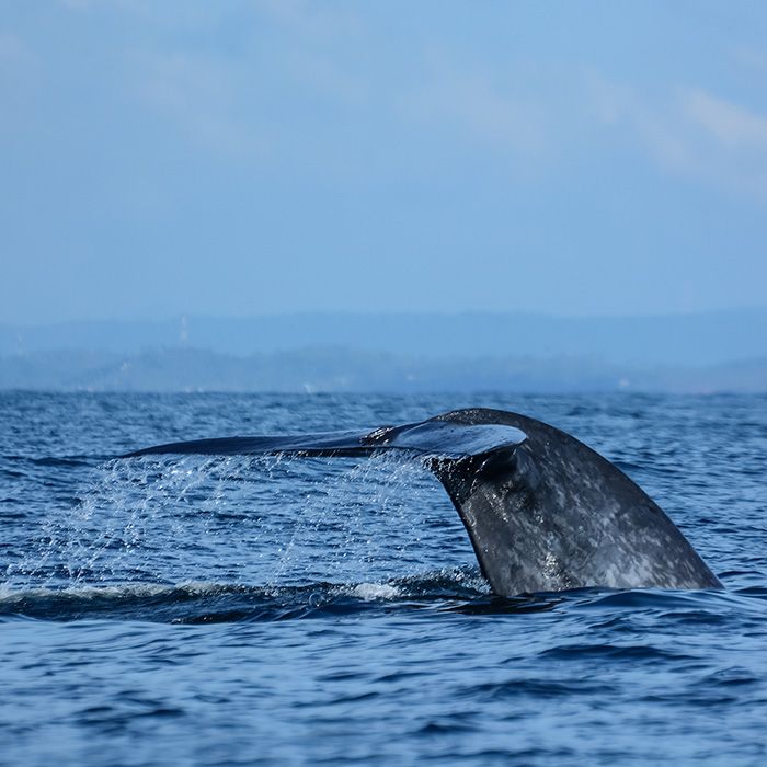 Whale, sea excursion, Sri Lanka