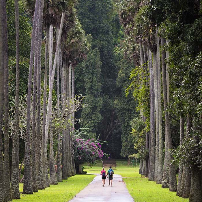 Botanical garden, Kandy, Sri Lanka