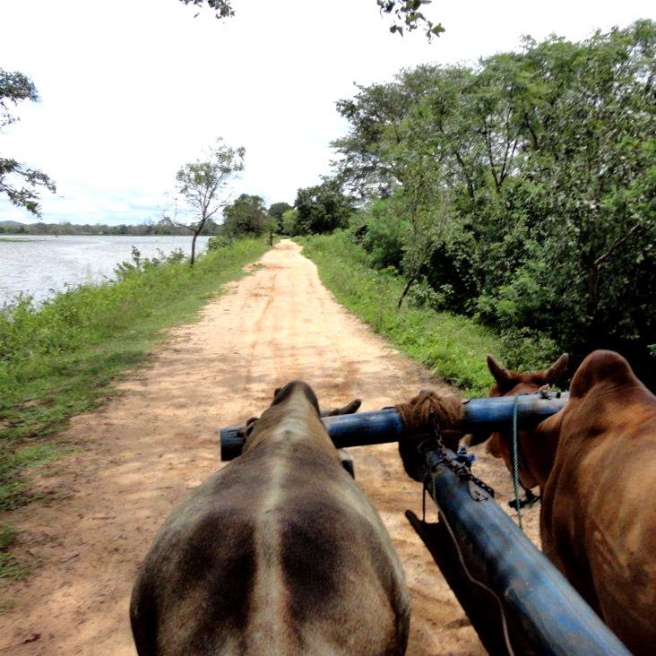 Bullock cart ride, Hiriwaduna, Sri Lanka