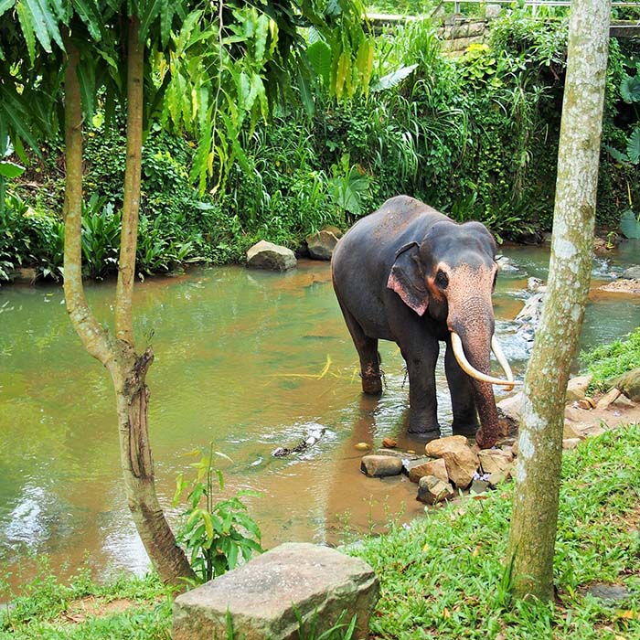 Millenium Elephant foundation, Sri Lanka