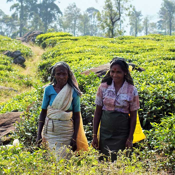 Tea pickers, Madulkelle, Sri Lanka