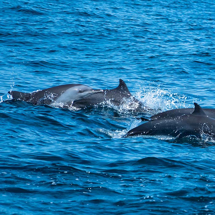 Dolphin watching, Kalpitiya, Sri Lanka