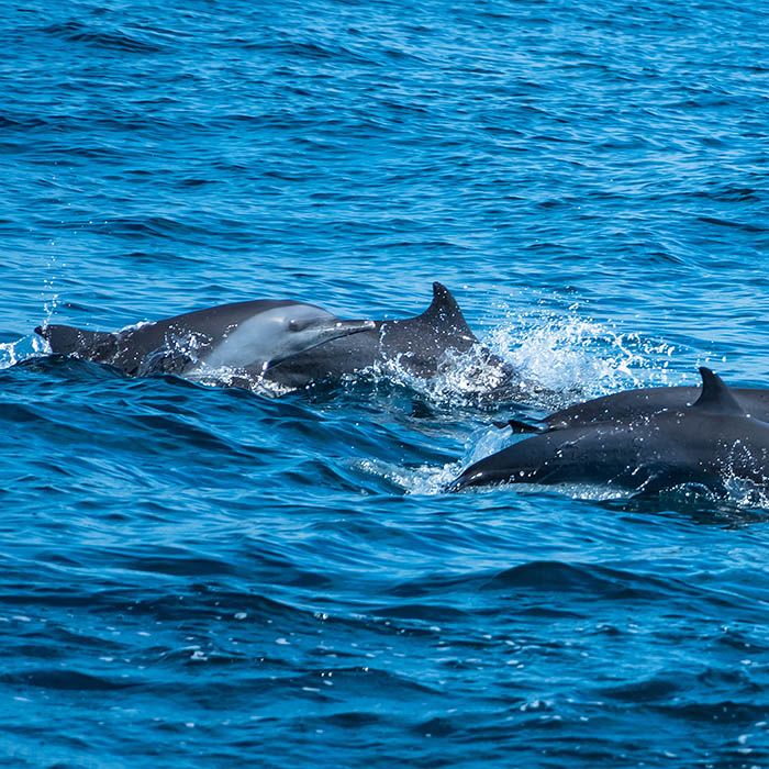 Dolphin watching, Kalpitiya, Sri Lanka