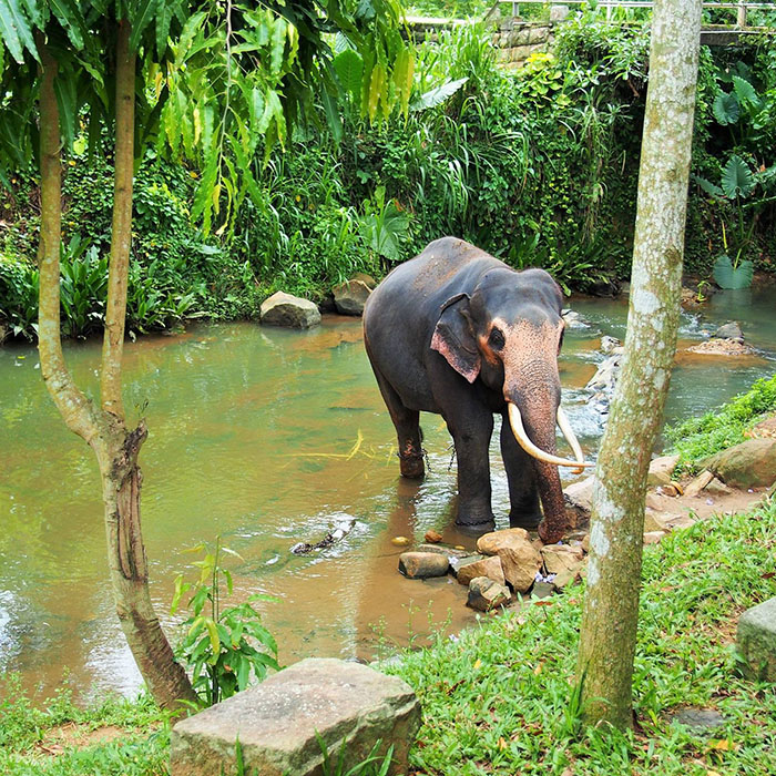 Millenium Elephant Foundation, Sri Lanka
