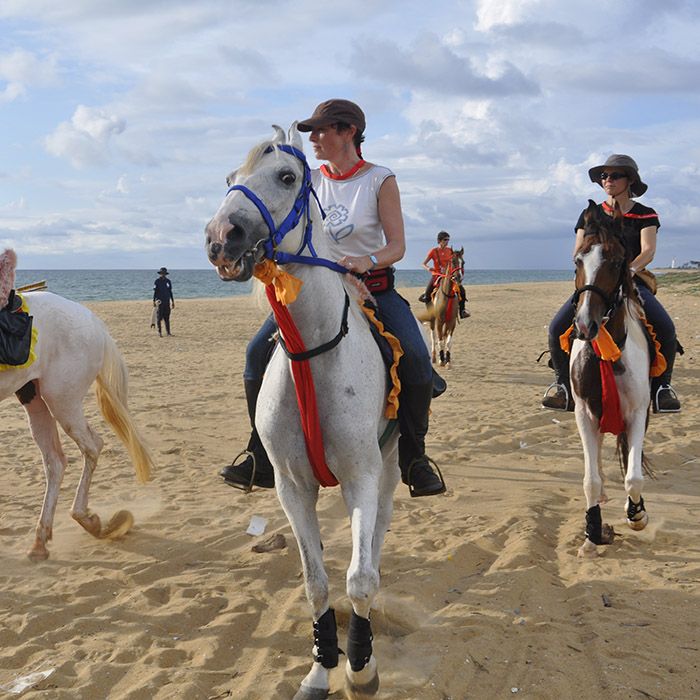 Horses, beach, Kalpitiya, Sri Lanka