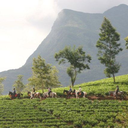 Horses, Tea plantations, Sri Lanka