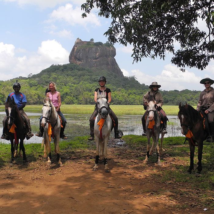 Horses, Sigiriya, Sri Lanka