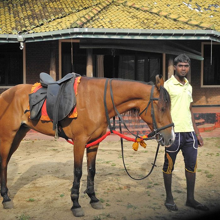 Horses, Tissamaharama, Sri Lanka