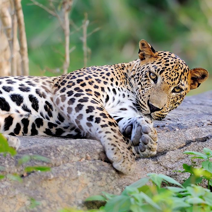 Yala, National Park, Leopard, Sri Lanka