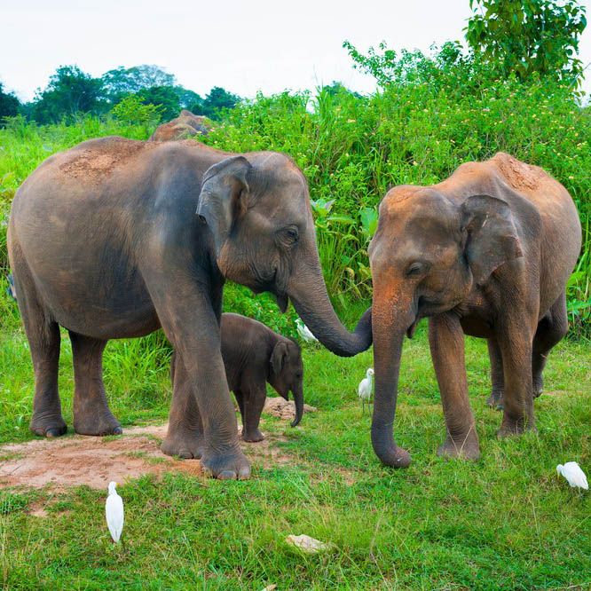 Safari, Udawalawe, Sri Lanka