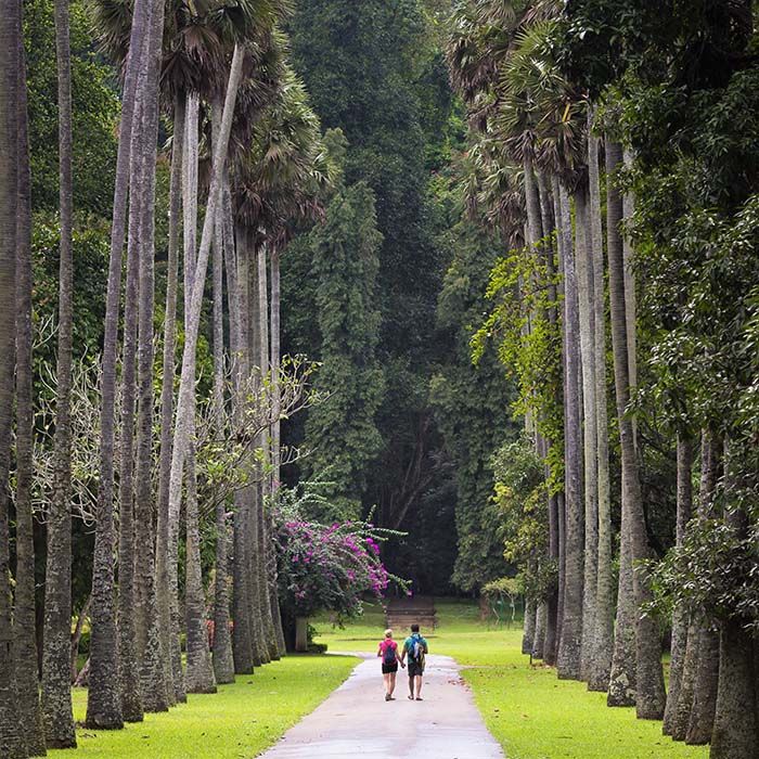 Botanical Garden, Peradeniya, Kandy, Sri Lanka