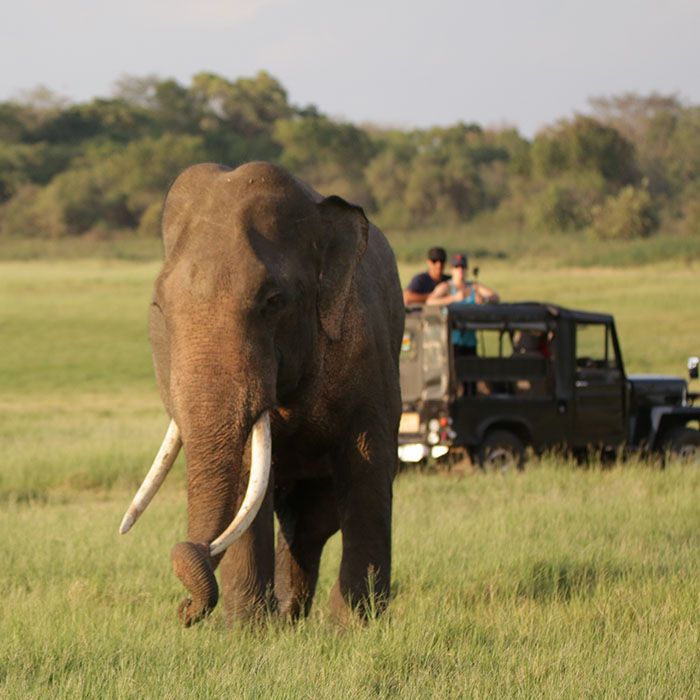 Safari, Minneriya, Sri Lanka