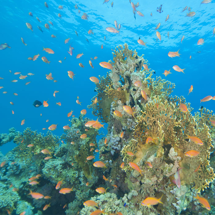 sri lanka, scuba diving, colombo