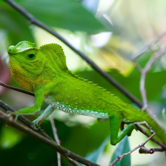 Cameleon, Sinharaja rainforest, Sri Lanka