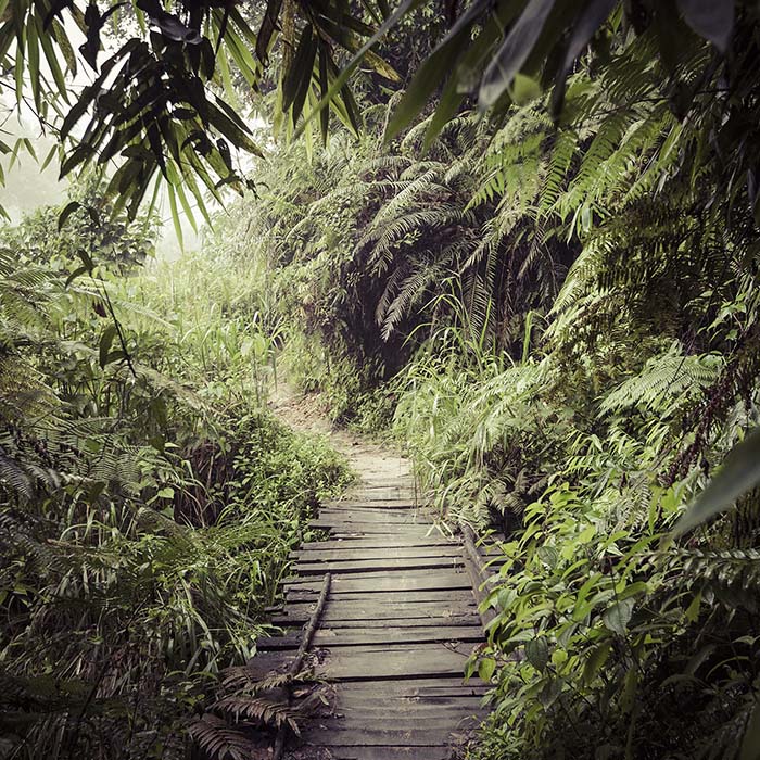 Sinharaja rainforest, Sri Lanka