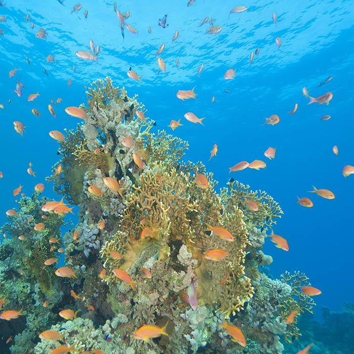 Snorkeling, Pigeon Island, Trincomalee, Sri Lanka