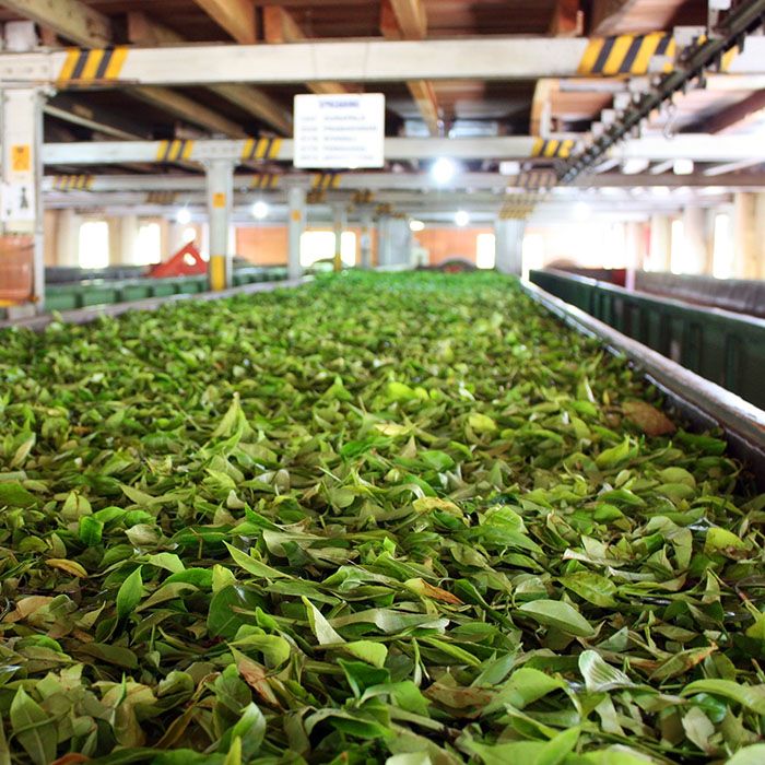 Tea Factory, Sri Lanka