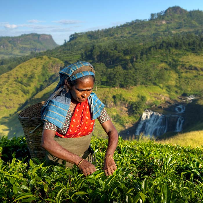 Hill Country trek, Sri Lanka