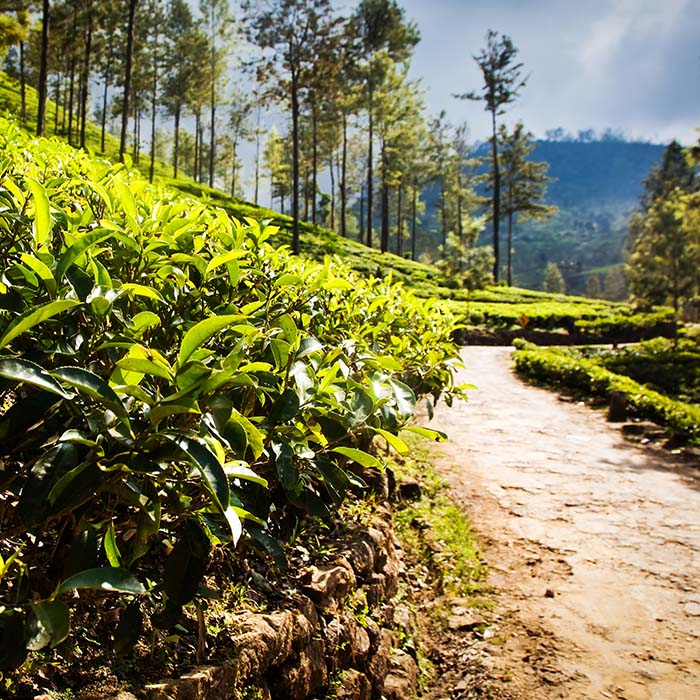 Tea trails trek, Haputale, Sri Lanka