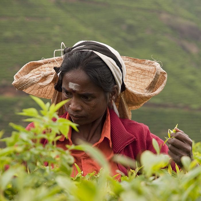 Tea plucker, Ella, Sri Lanka