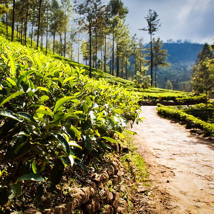 Safari, tuk-tuk, Bandarawela, Sri Lanka