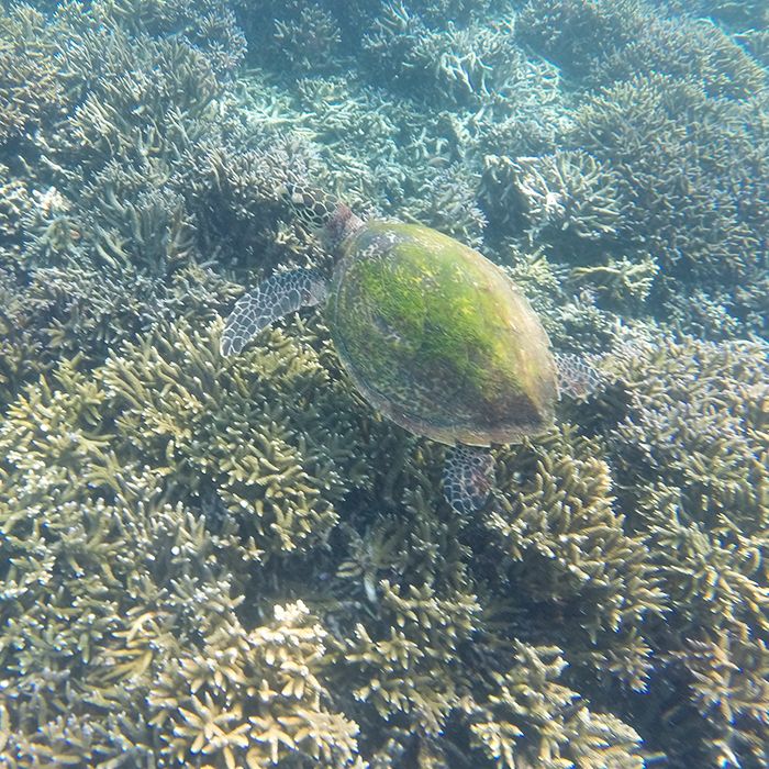 Snorkeling, Pigeon Island, Trincomalee, Sri Lanka