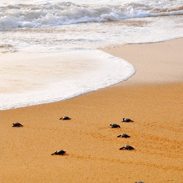 Turtles on the beach, Sri Lanka