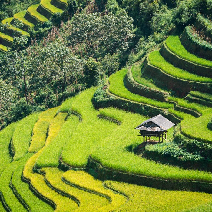 Vietnam, Sapa, Rice, Terrasses