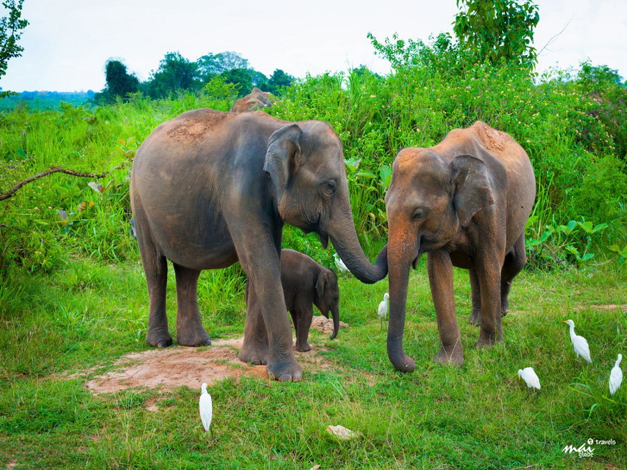 travel-sri-lanka