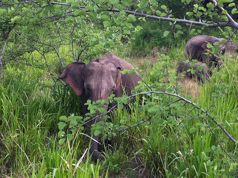 Elephant safari Sri Lanka