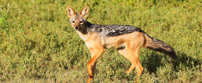 Sri lanka-Wild life