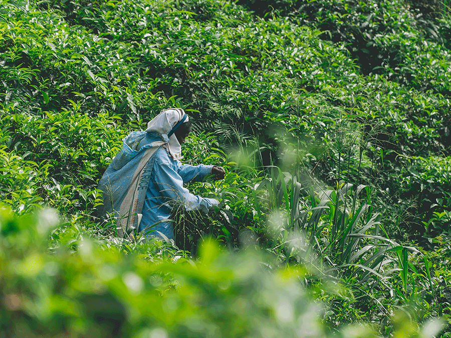 travel-sri-lanka