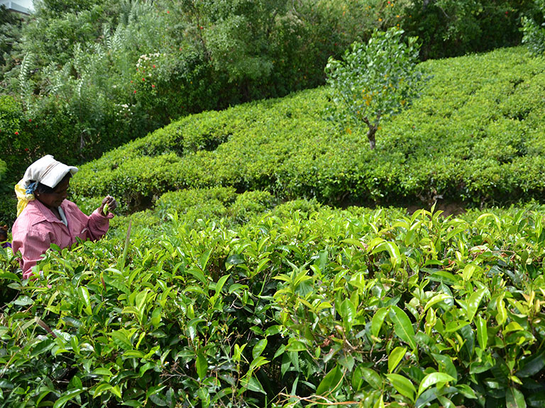 tea-pickers-tea-estate