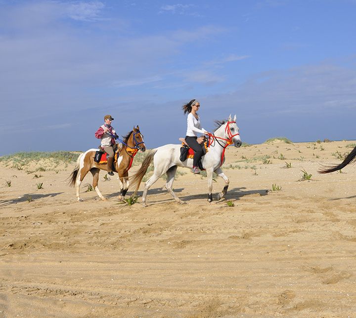 Horses, beach, Kalpitiya, Sri Lanka