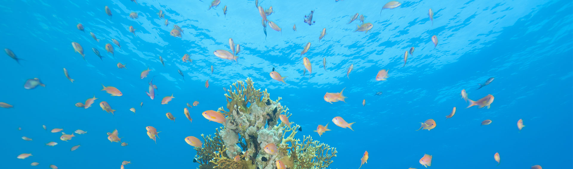 dive in sri lanka